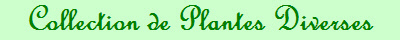 Collection de Plantes Diverses